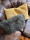 Fluffy Cushion