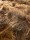 Rusty Brown Carpet
